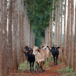 João Eustáquio De Almeida Junior analisa como a Integração Lavoura-Pecuária-Floresta impulsiona a sustentabilidade e a produtividade no campo brasileiro.