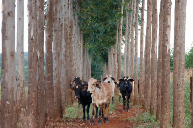 João Eustáquio De Almeida Junior analisa como a Integração Lavoura-Pecuária-Floresta impulsiona a sustentabilidade e a produtividade no campo brasileiro.