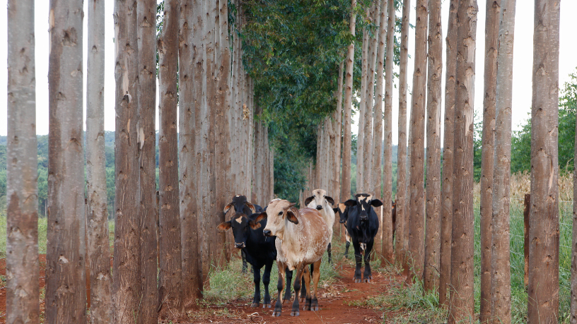 João Eustáquio De Almeida Junior analisa como a Integração Lavoura-Pecuária-Floresta impulsiona a sustentabilidade e a produtividade no campo brasileiro.