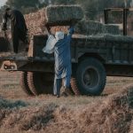 Trabalhadores rurais carregam fardos de feno para um caminhão em um campo ao entardecer.