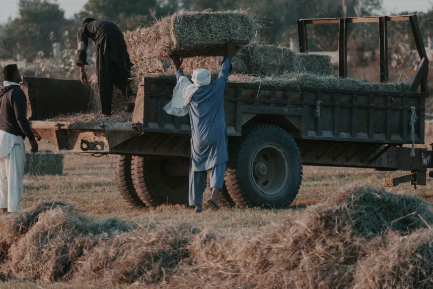 Trabalhadores rurais carregam fardos de feno para um caminhão em um campo ao entardecer.